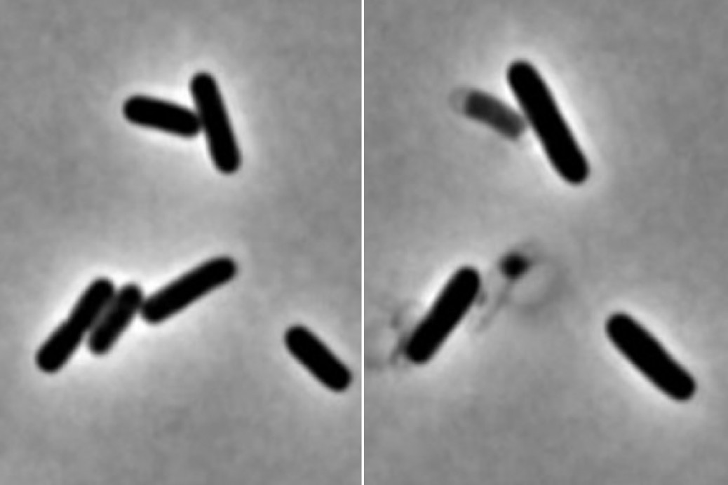 Estrutura enzimática bacteriana abre portas para novos antibióticos ...