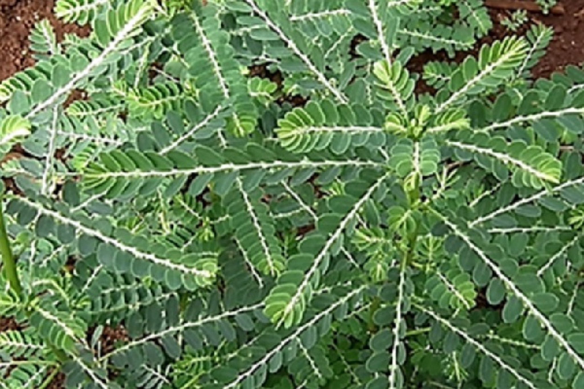 Planta medicinal “quebrapedra” lignanas podem ajudar no combate à doença de Chagas e