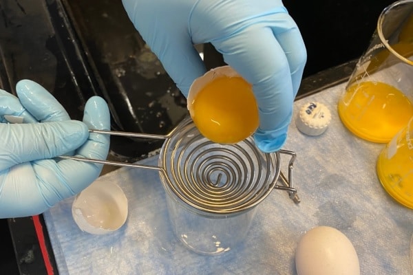 Usando ovos de galinha e suprimentos domésticos, estudantes abrem caminho para antivirais de baixo custo