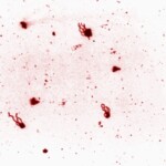 Fonte: Dr. William A. Clark via Wikimedia Commons