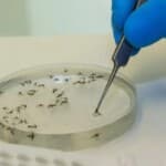 Fonte: Flávio Carvalho, Fiocruz